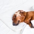 犬が室内でしがちな…