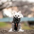 犬にとって実は危険…