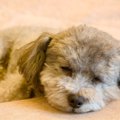 犬が『添い寝』して…
