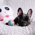 初めて犬を飼う人必…