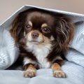なぜ犬は飼い主のベ…