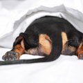 犬の『おならが臭い…