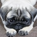 犬が生理になった時…