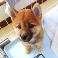 赤ちゃん犬が『30分…