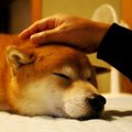 犬は従順ほど長生き…