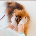 愛犬にピッタリの動…
