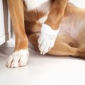 犬が『足を痛めてい…