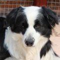 老犬の血尿は病気の…