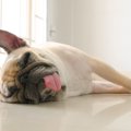 寝ている犬の『不思…