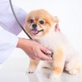 動物病院での正しい…