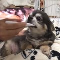 「くそっ…」苦手な歯…