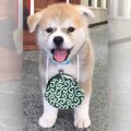 看板娘の『秋田犬』…