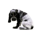 犬がしっぽを巻き込…