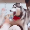 大型犬と飼い主が喧…