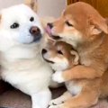 お父さん犬が子犬の…