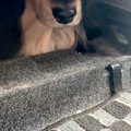 犬の爪を切るため、…