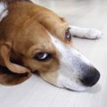 犬が見せる『不満ア…