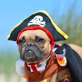 逆効果？実は犬が引…
