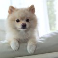 犬が驚いてしまう『…