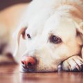 犬があなたに『やき…