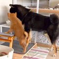 子犬が兄犬の『真似…