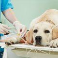 門脈シャントは犬に…