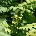 犬は山椒を食べても…