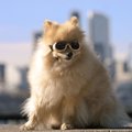 ワンちゃんにゴーグ…