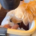 『産まれたての赤ち…