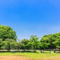 代々木公園のドッグ…