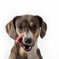 犬が『家の床を舐め…