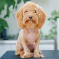 もじゃもじゃ犬をト…