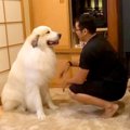 超大型犬が『飼い主…