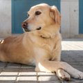 犬が心からリラック…