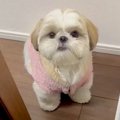 愛犬の『抱っこして…