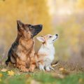季節の変わり目は犬…