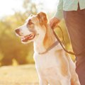 知らない人に愛犬を…