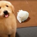 ごはん待ちでつい舌…