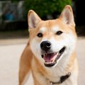 笑顔をしているように見える犬種５選