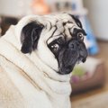 犬の名前を途中で変…