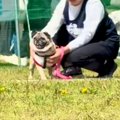 遠くにいる犬と飼い…