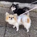 犬たちを『散歩のふ…