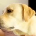 甘えてくる大型犬を…