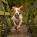 あるある♡犬がお散歩…