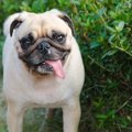 犬の唾液から分かる…