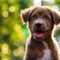 犬の幸せを考えた『…