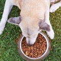 保護施設の犬のフー…