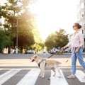 『盲導犬に絶対して…