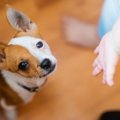 裁判所で証言する被…