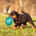 犬は『カニ』を食べ…